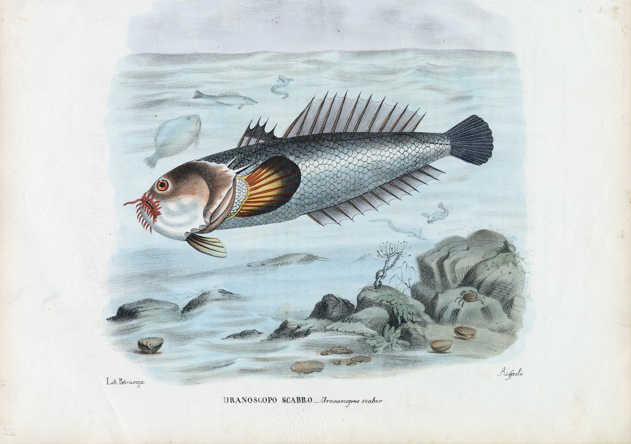 Atlantic Stargazer, 1863-79 alkotó: Raimundo Petraroja
