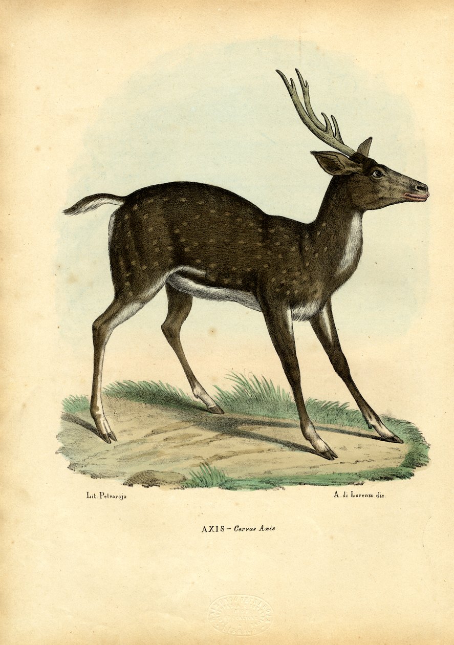 Tengelyszarvas, 1863-79 alkotó: Raimundo Petraroja