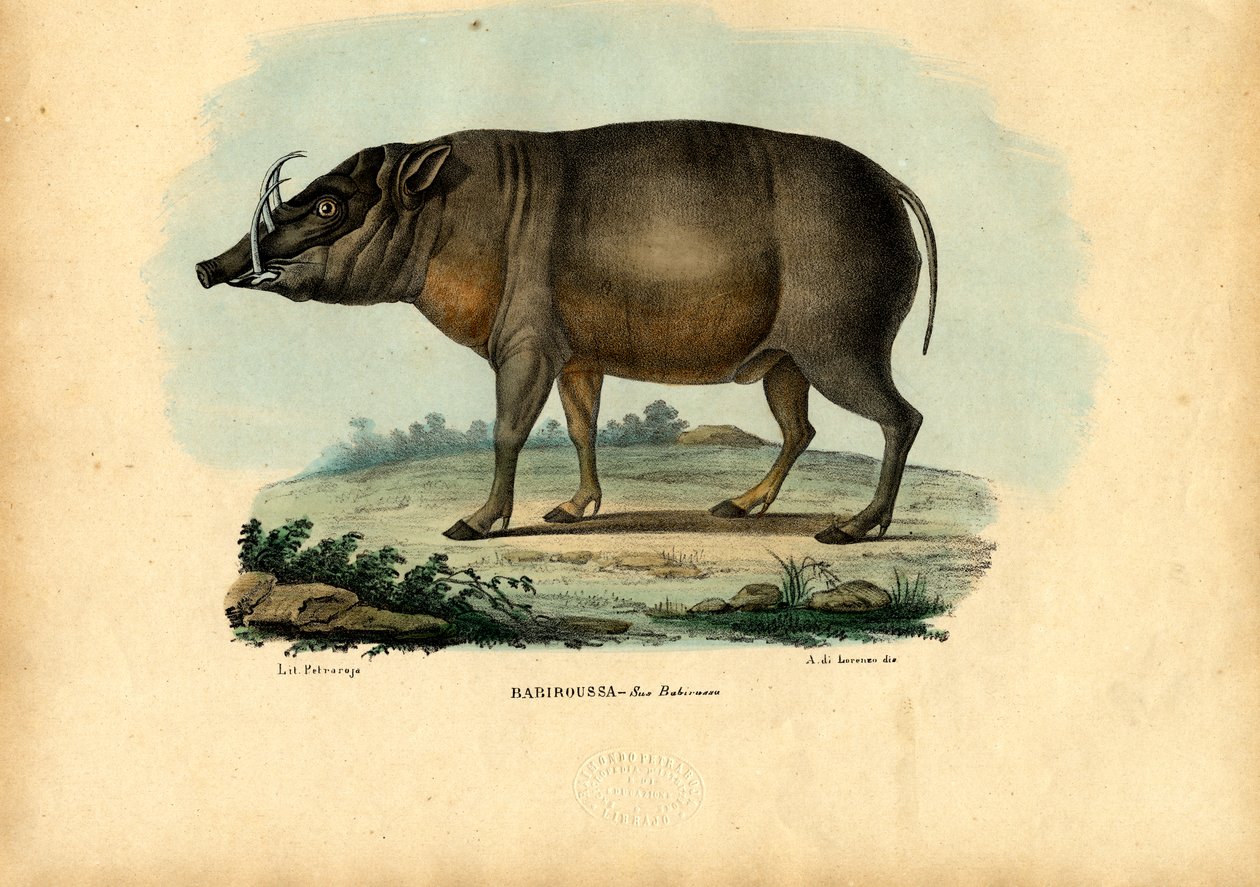 Babirusa, 1863-79 alkotó: Raimundo Petraroja