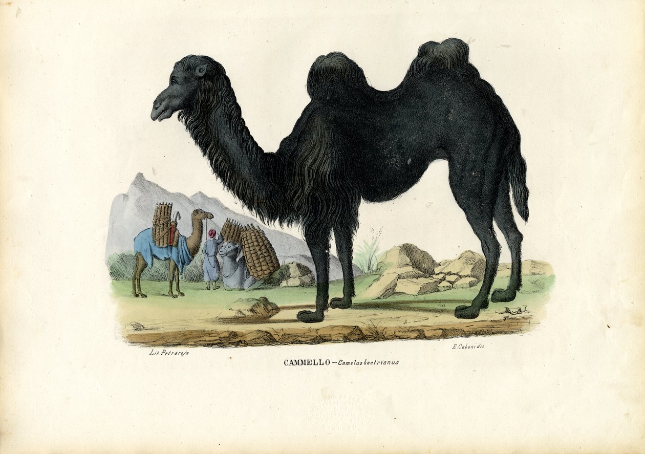 Baktriai teve, 1863-79 alkotó: Raimundo Petraroja