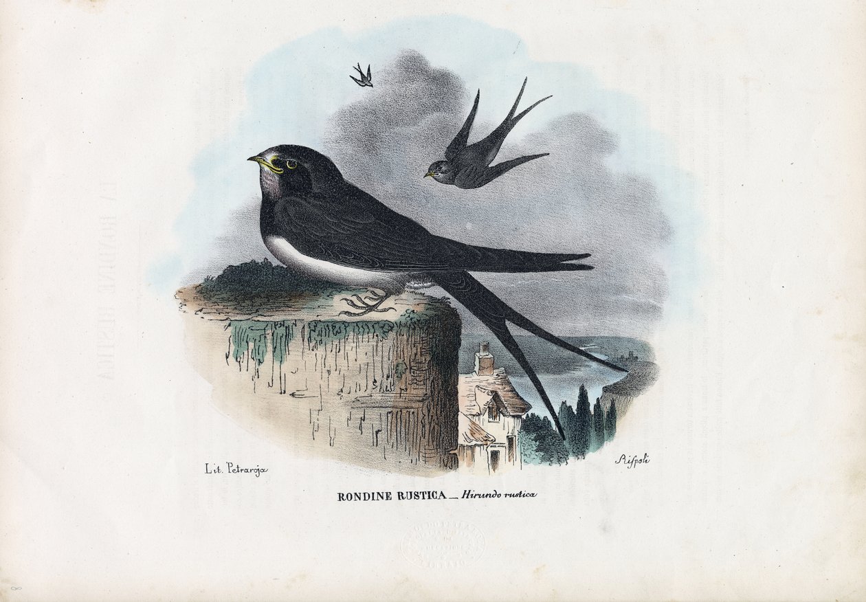Fülesfecske, 1863-79 alkotó: Raimundo Petraroja