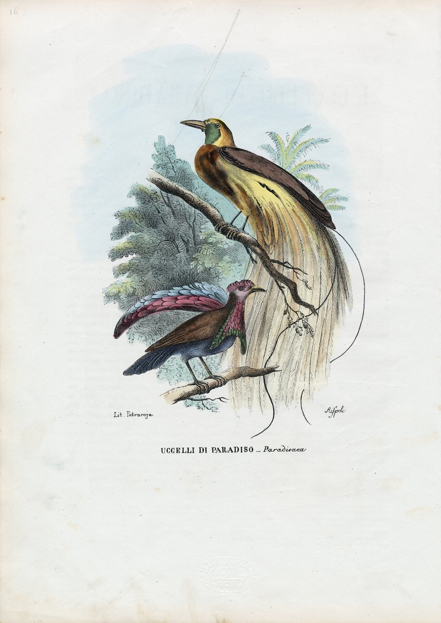 Paradicsom madara, 1863-79 alkotó: Raimundo Petraroja