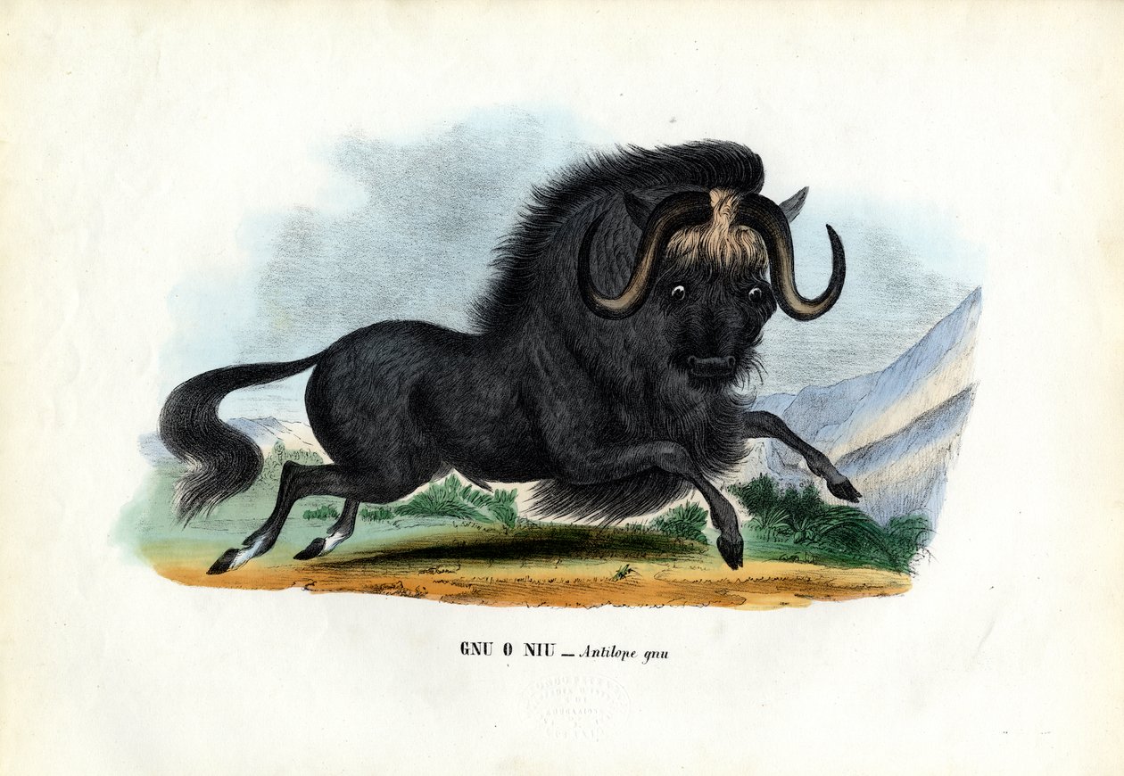 Fekete gnú, 1863-79 alkotó: Raimundo Petraroja
