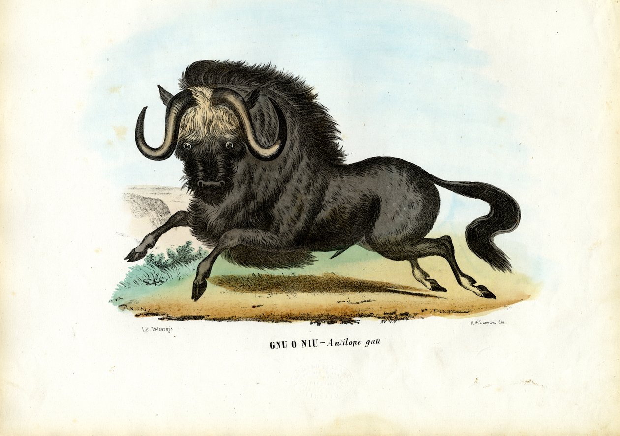 Fekete gnú, 1863-79 alkotó: Raimundo Petraroja