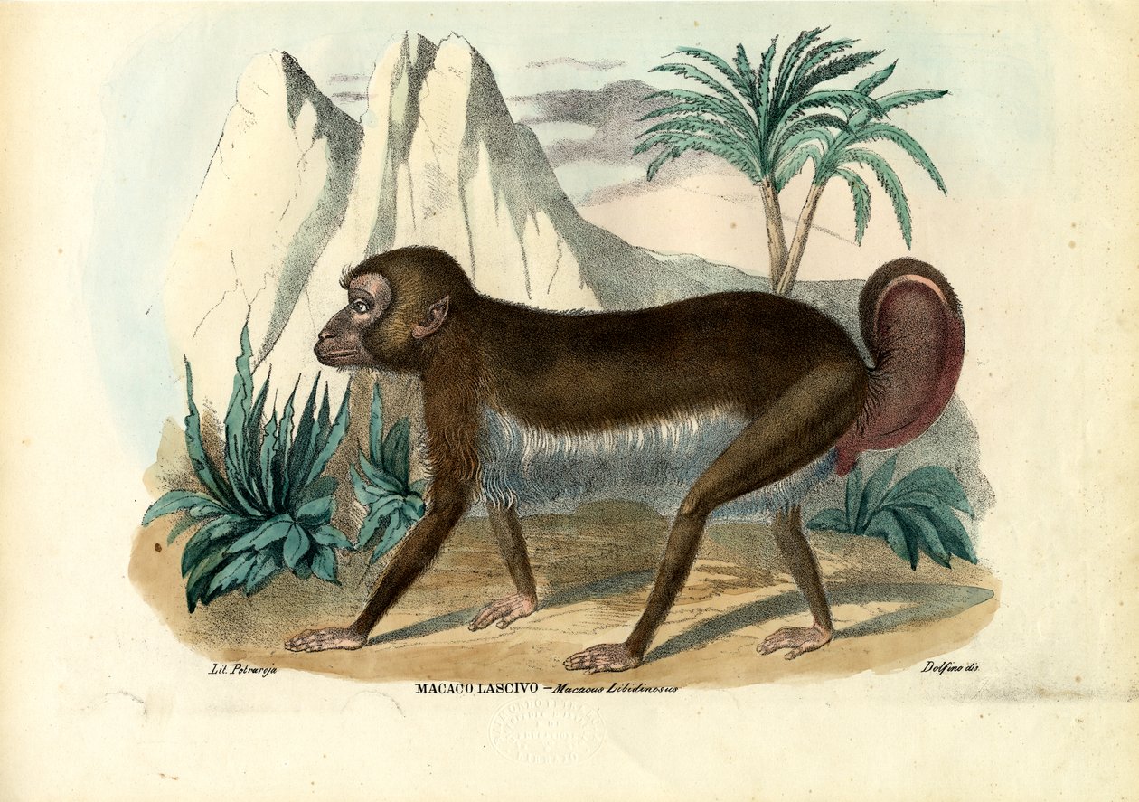 Fekete csíkos kapucinus, 1863-79 alkotó: Raimundo Petraroja