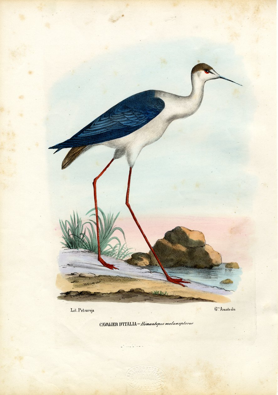 Feketeszárnyú gólyalábas, 1863-79 alkotó: Raimundo Petraroja