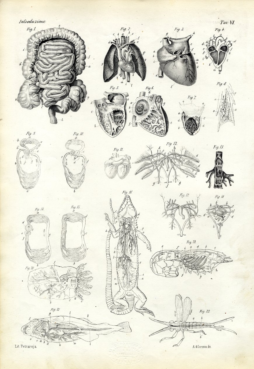 Vérrendszer, 1863-79 alkotó: Raimundo Petraroja