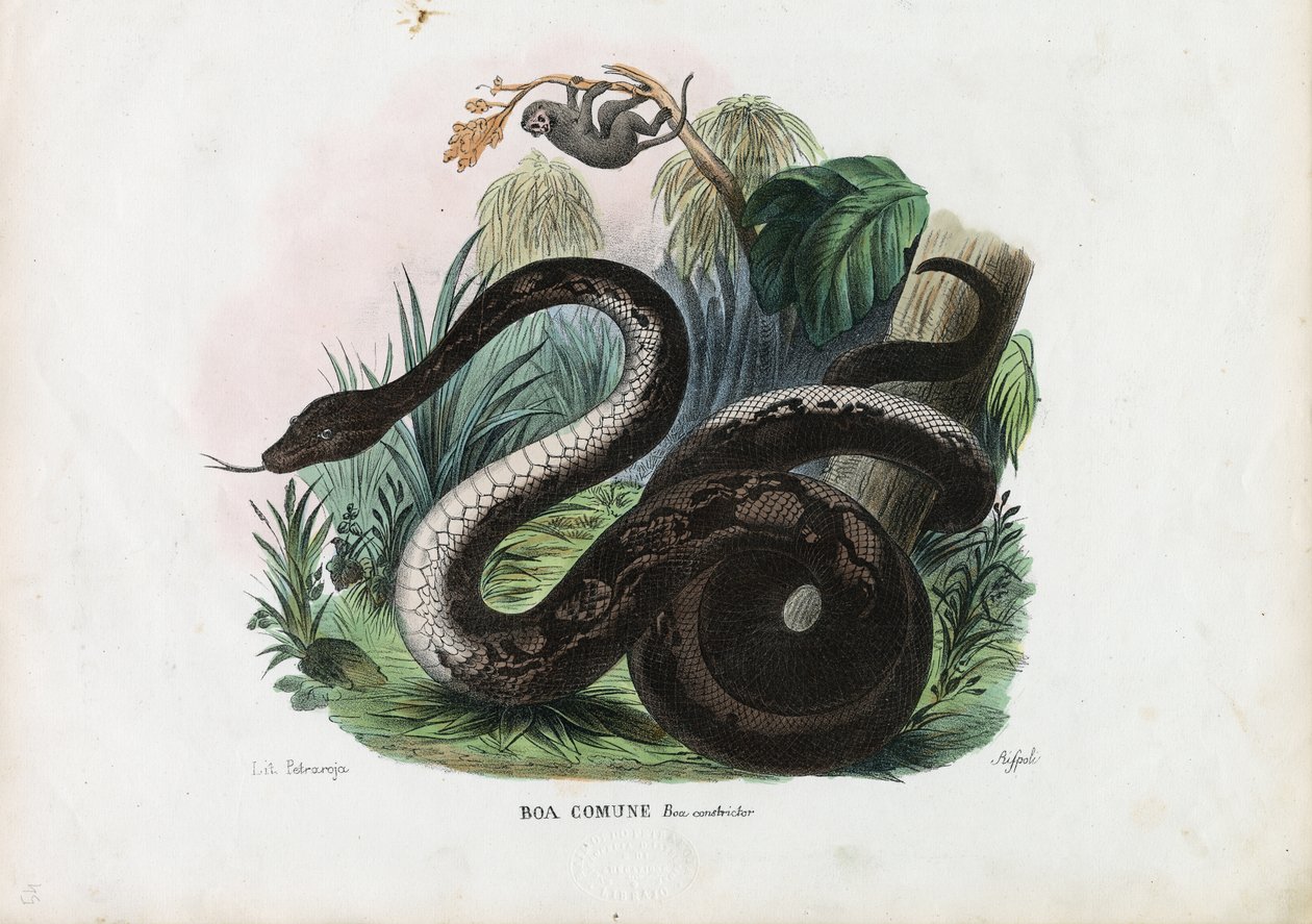 Boa Constrictor, 1863-79 alkotó: Raimundo Petraroja