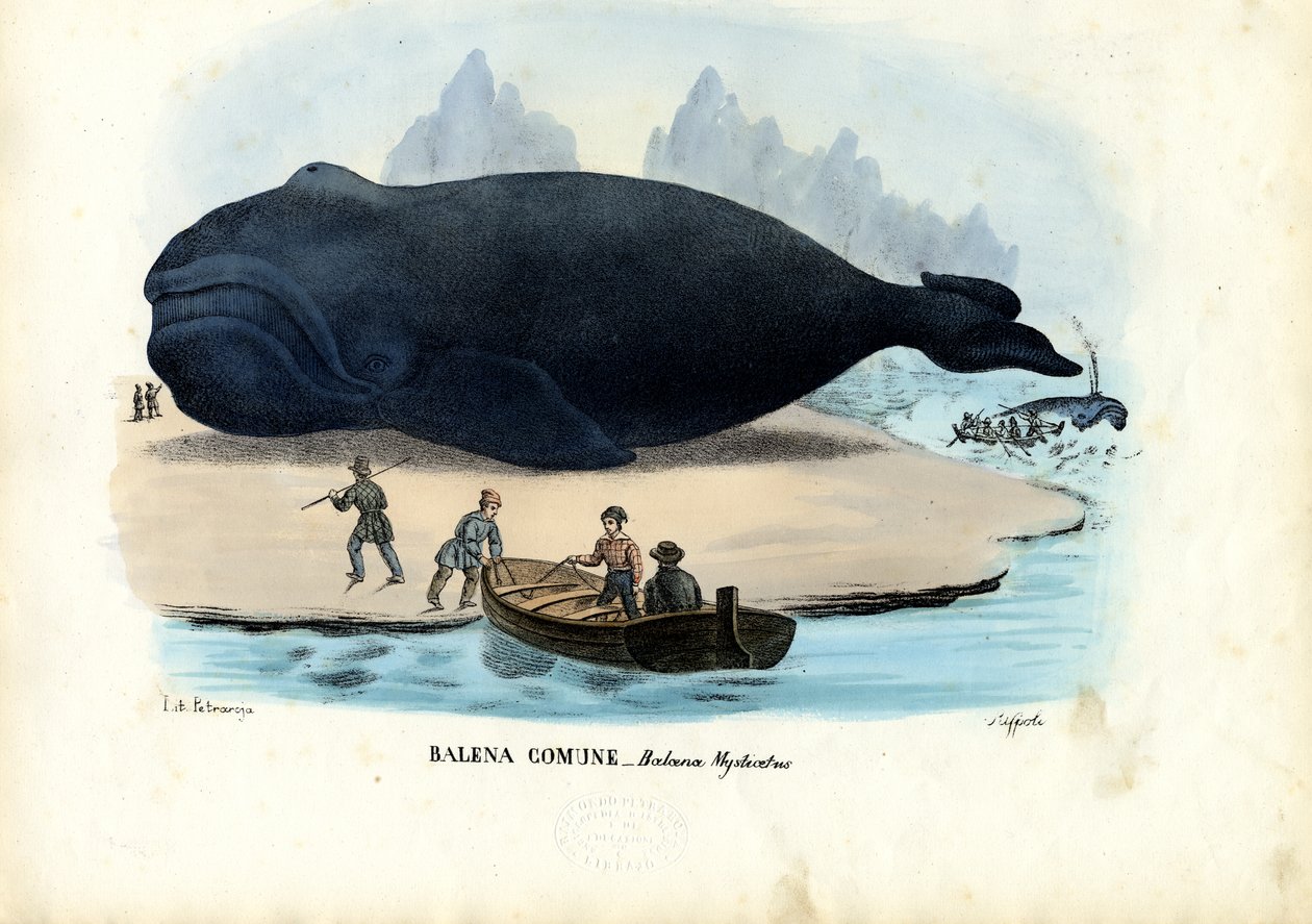 Bowhead bálna, 1863-79 alkotó: Raimundo Petraroja