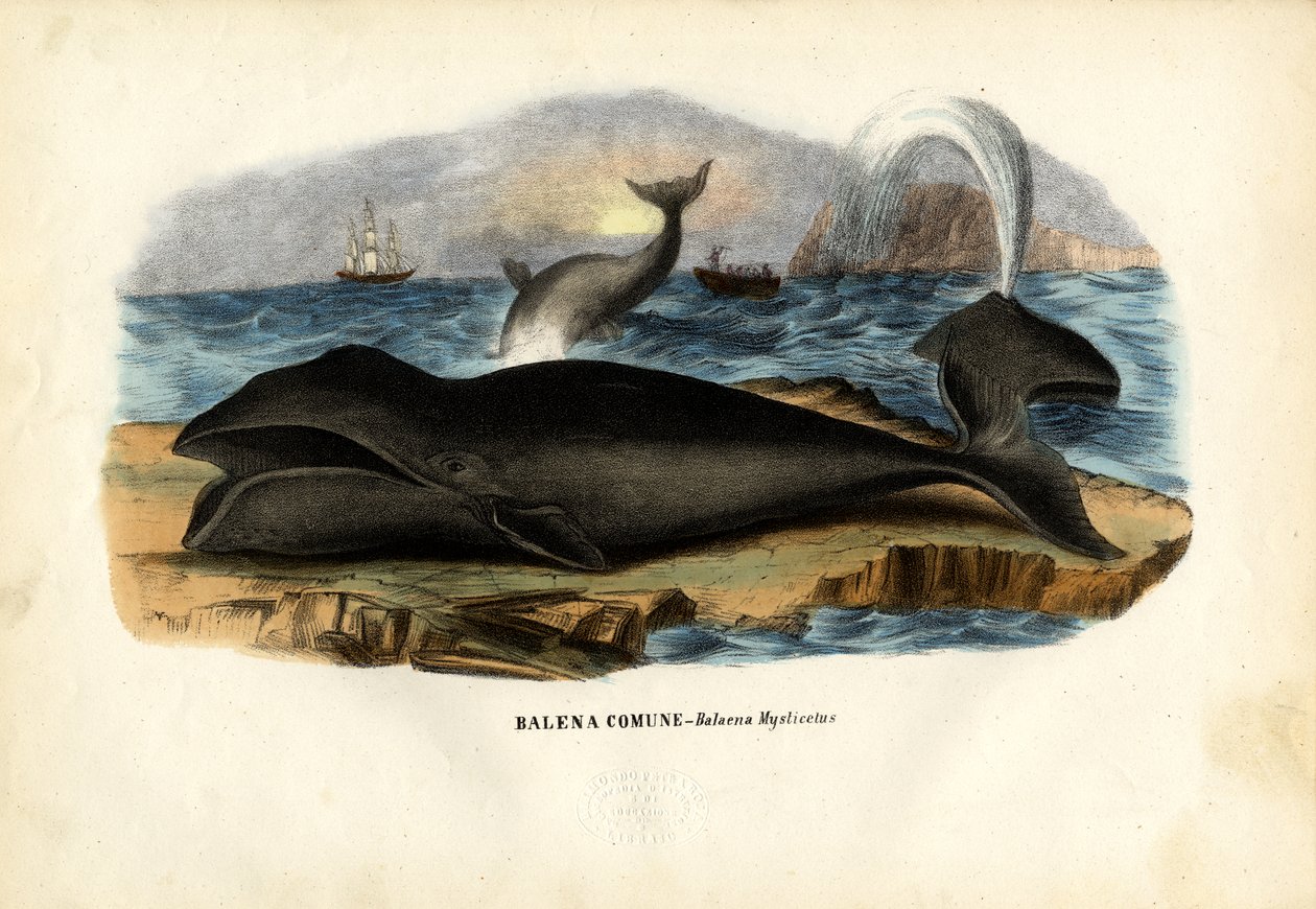 Bowhead bálna, 1863-79 alkotó: Raimundo Petraroja