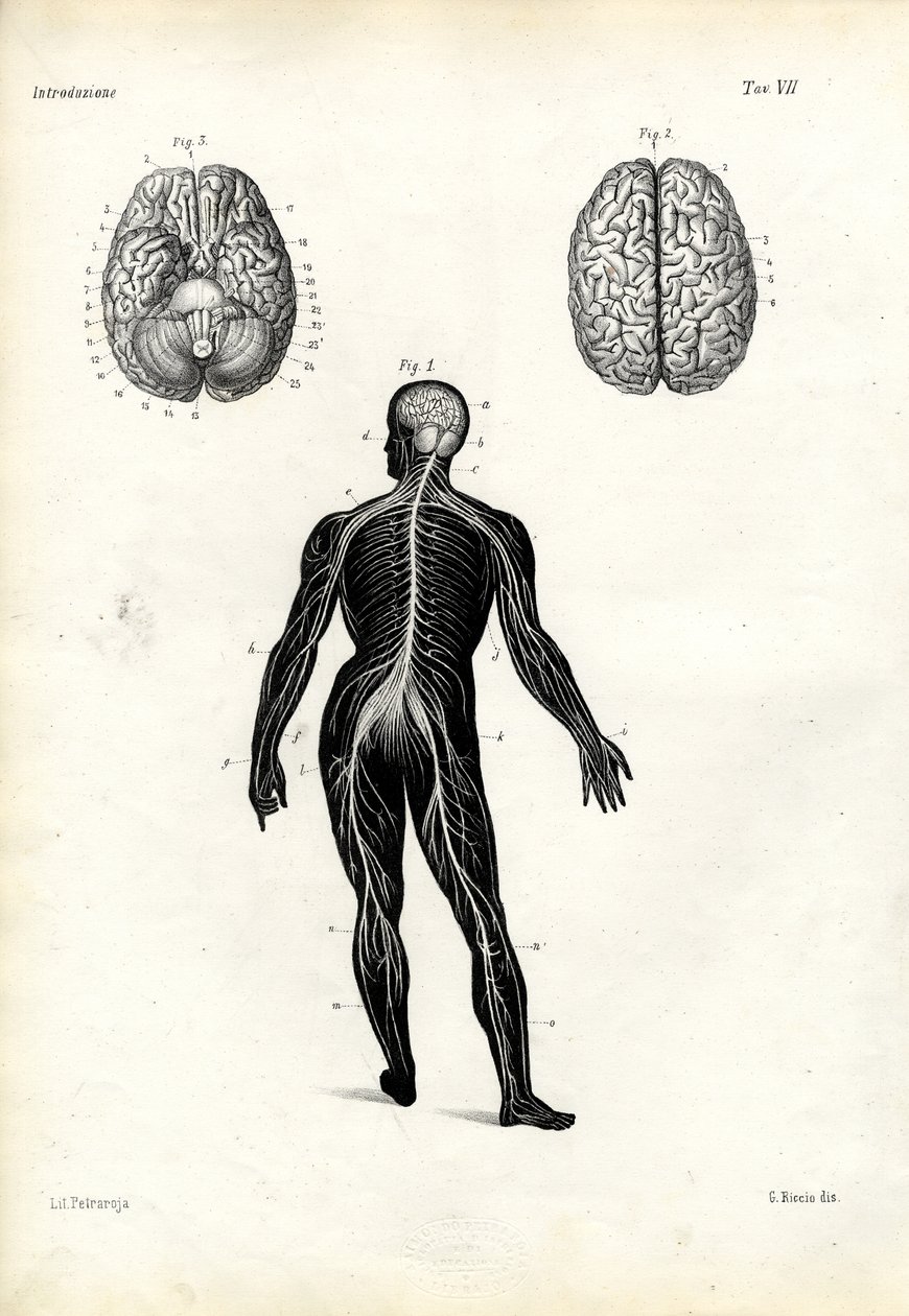 Agy, 1863-79 alkotó: Raimundo Petraroja