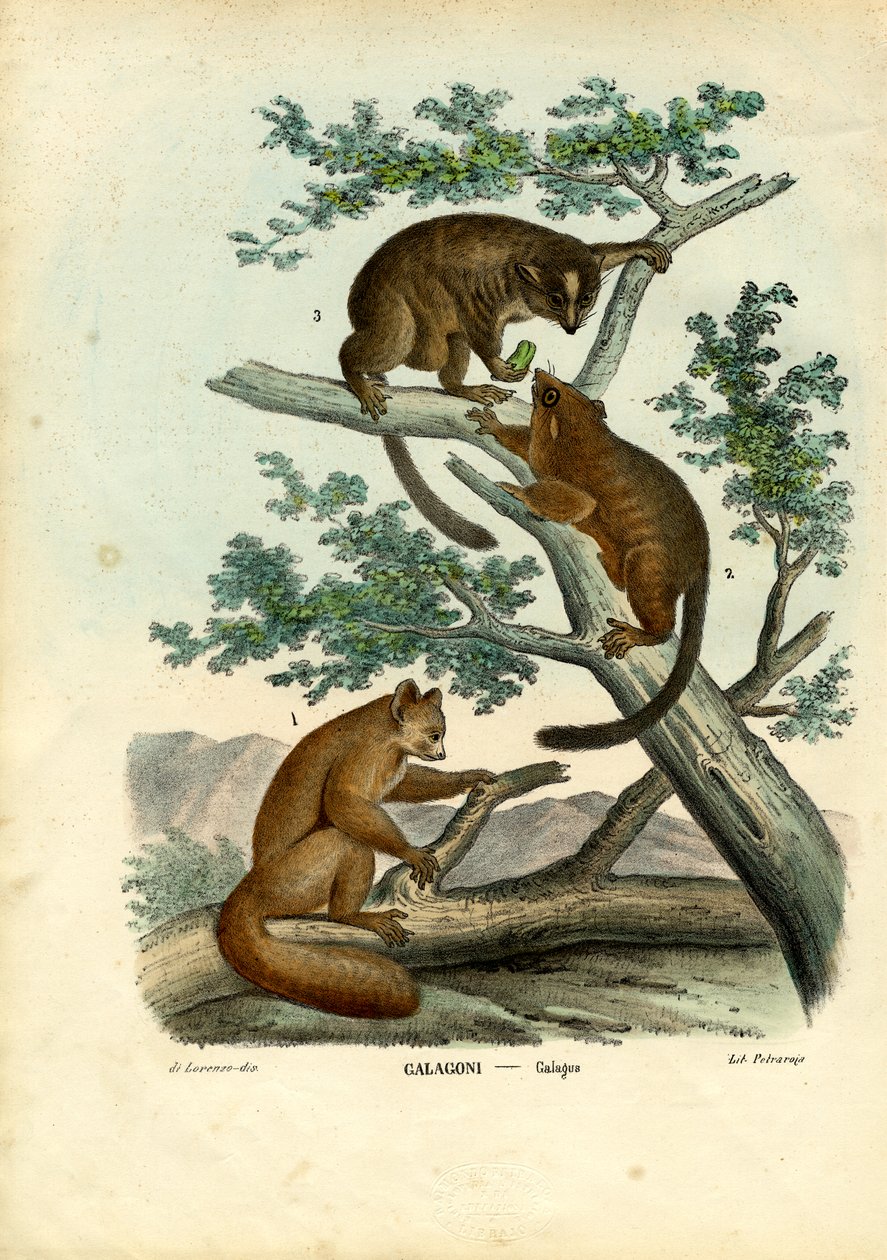 Bushbaby, 1863-79 alkotó: Raimundo Petraroja