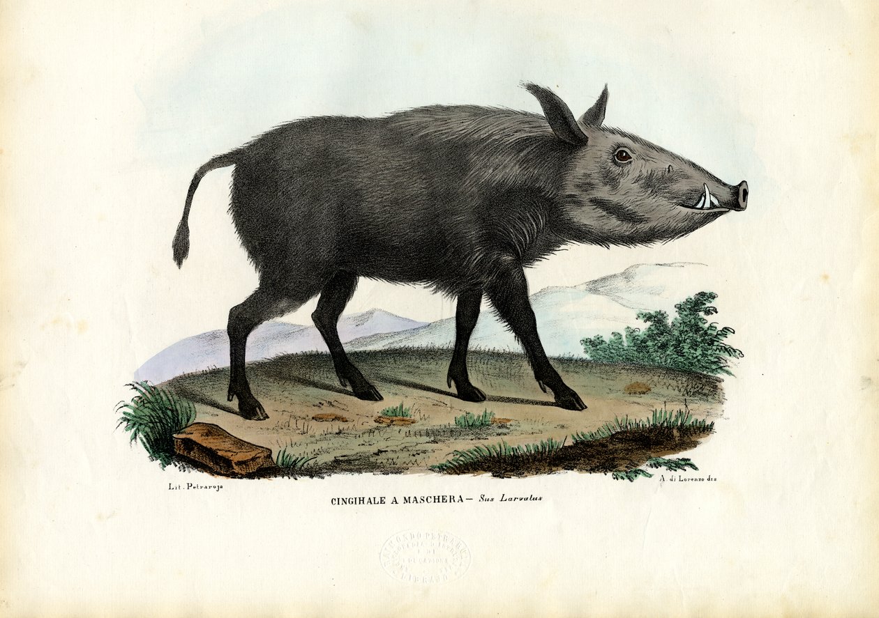 Bokormalac, 1863-79 alkotó: Raimundo Petraroja