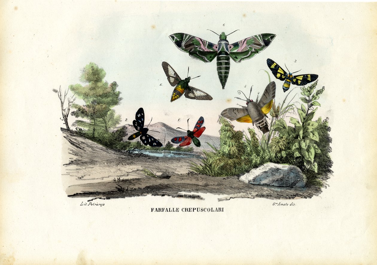 Pillangók, 1863-79 alkotó: Raimundo Petraroja