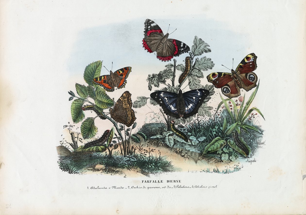 Pillangók, 1863-79 alkotó: Raimundo Petraroja