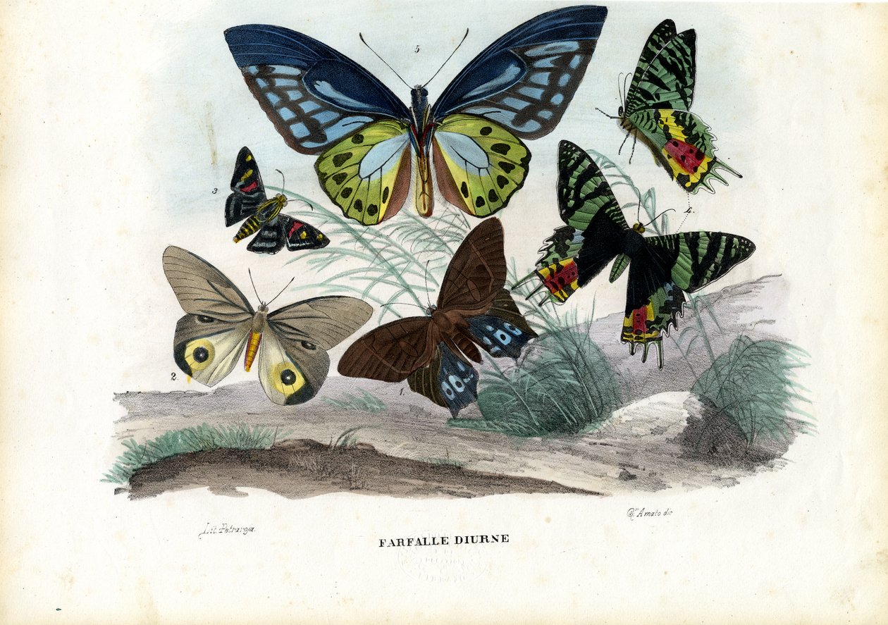 Pillangók, 1863-79 alkotó: Raimundo Petraroja