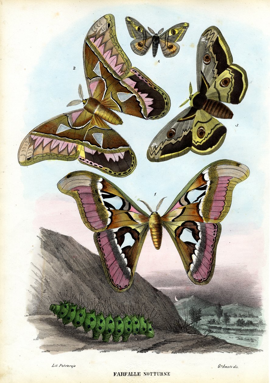 Pillangók, 1863-79 alkotó: Raimundo Petraroja