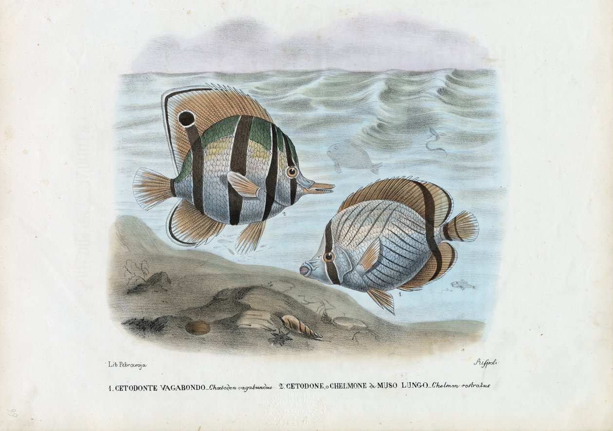 Pillangóhal, 1863-79 alkotó: Raimundo Petraroja