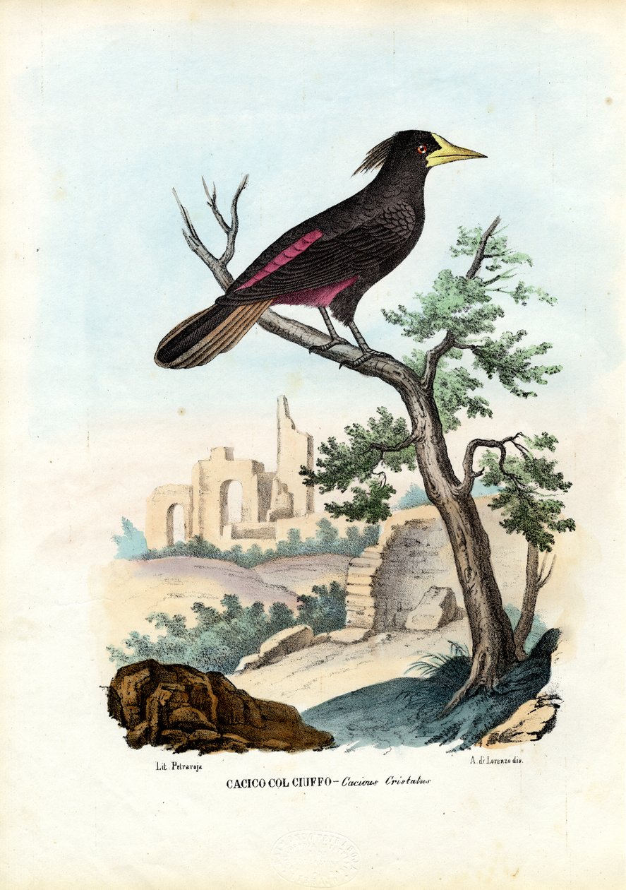Cacique, 1863-79 alkotó: Raimundo Petraroja