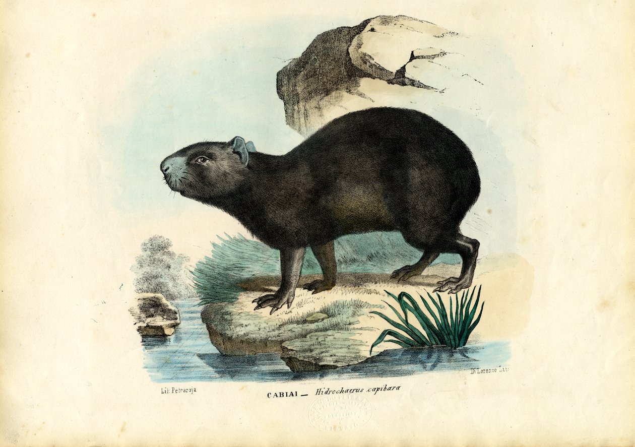 Capibara, 1863-79 alkotó: Raimundo Petraroja