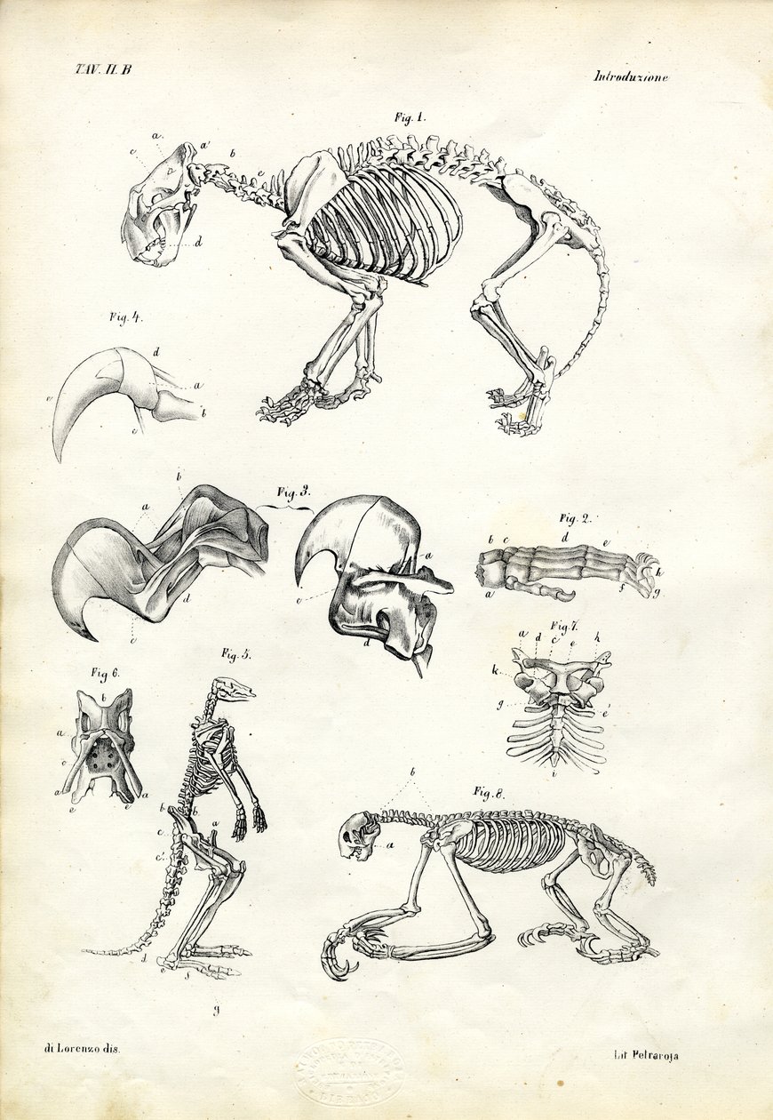 Macska, 1863-79 alkotó: Raimundo Petraroja