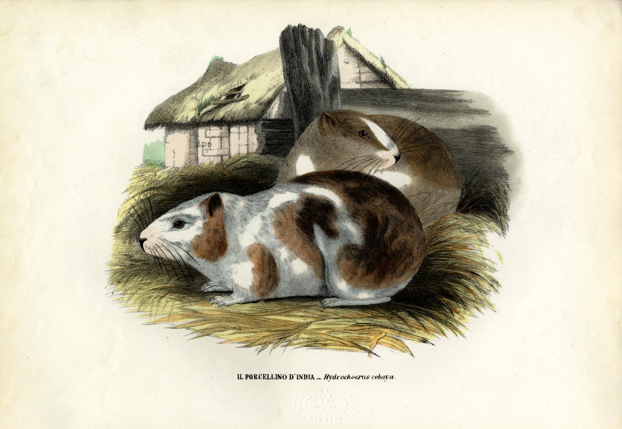 Cavy, 1863-79 alkotó: Raimundo Petraroja
