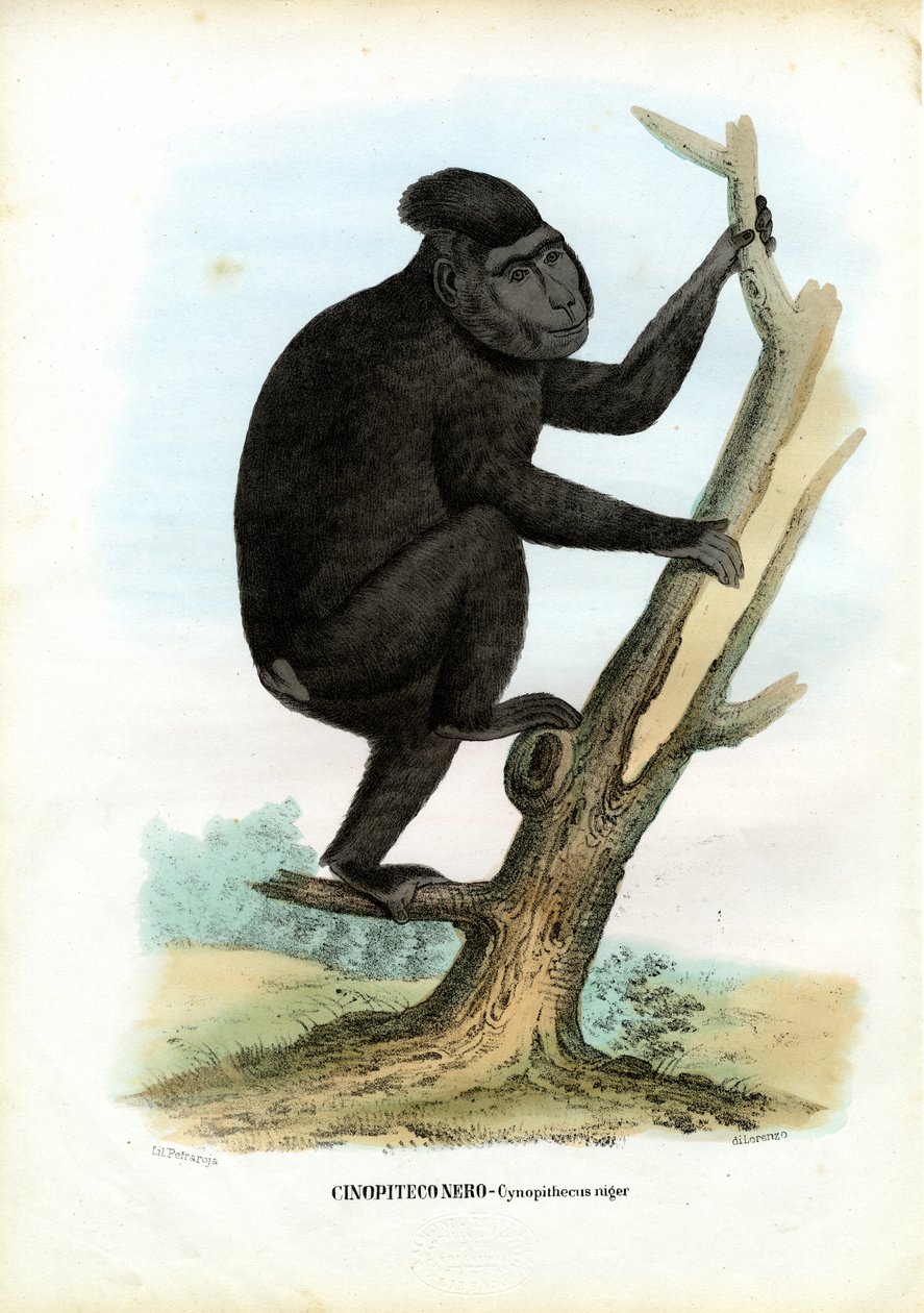 Celebes majom, 1863-79 alkotó: Raimundo Petraroja