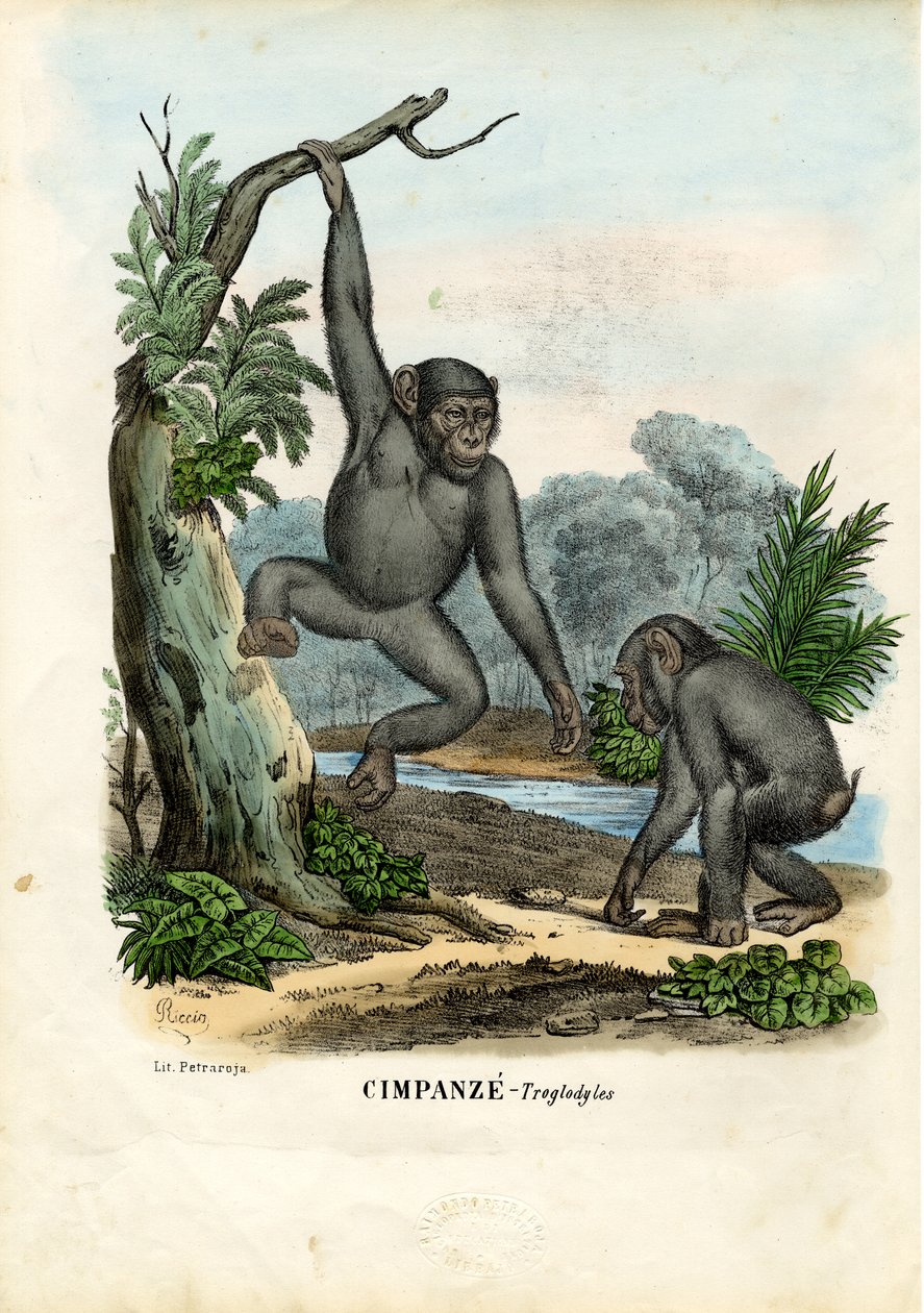 Csimpánz, 1863-79 alkotó: Raimundo Petraroja