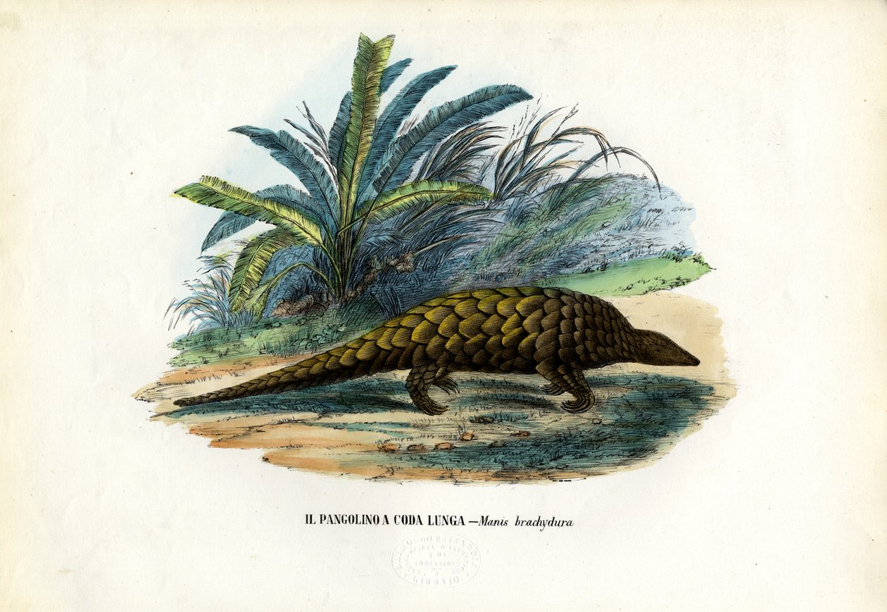 kínai, 1863-79 alkotó: Raimundo Petraroja