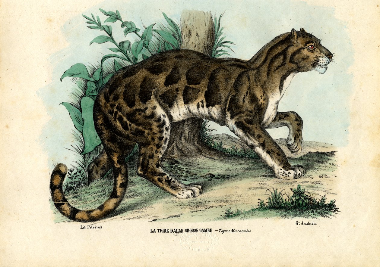 Felhős leopárd, 1863-79 alkotó: Raimundo Petraroja
