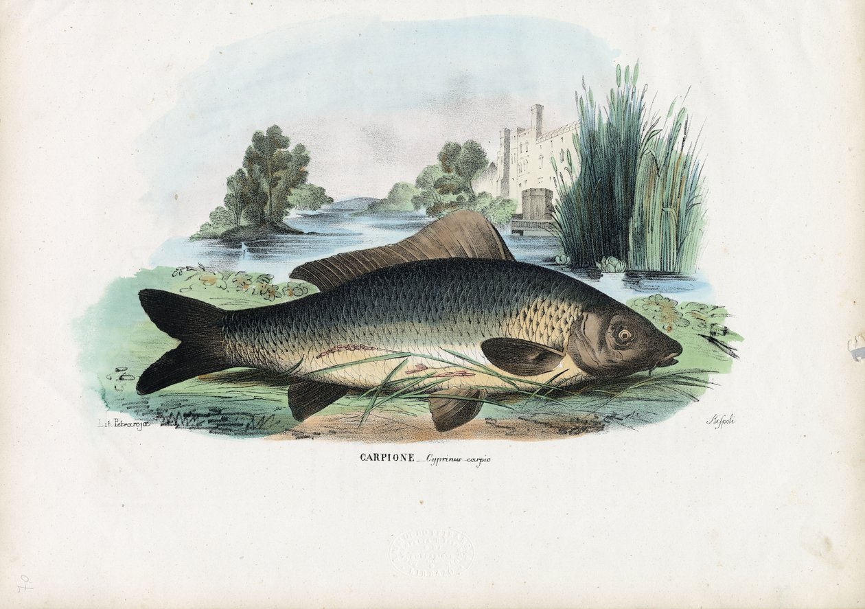 Közönséges ponty, 1863-79 alkotó: Raimundo Petraroja