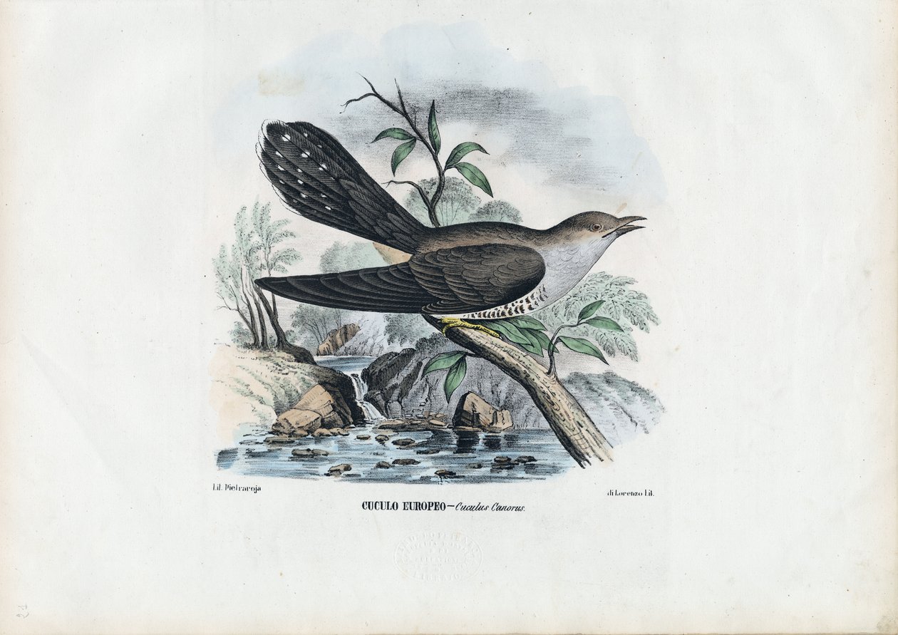 Közönséges kakukk, 1863-79 alkotó: Raimundo Petraroja