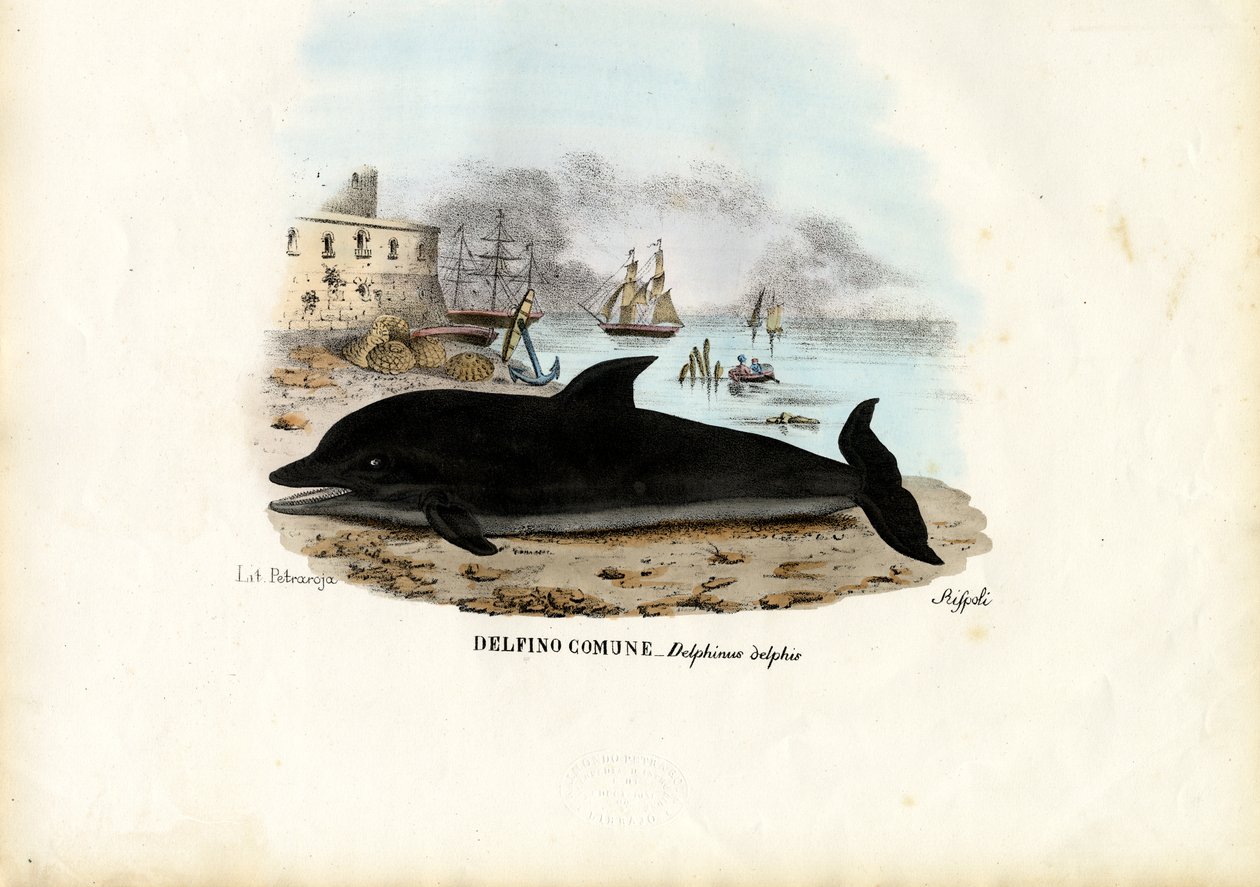 Közönséges delfin, 1863-79 alkotó: Raimundo Petraroja