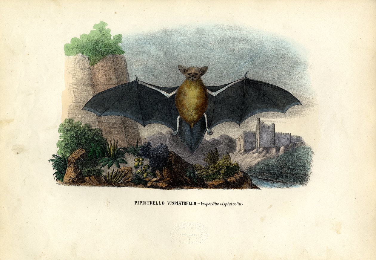 Common Pipistrelle, 1863-79 alkotó: Raimundo Petraroja