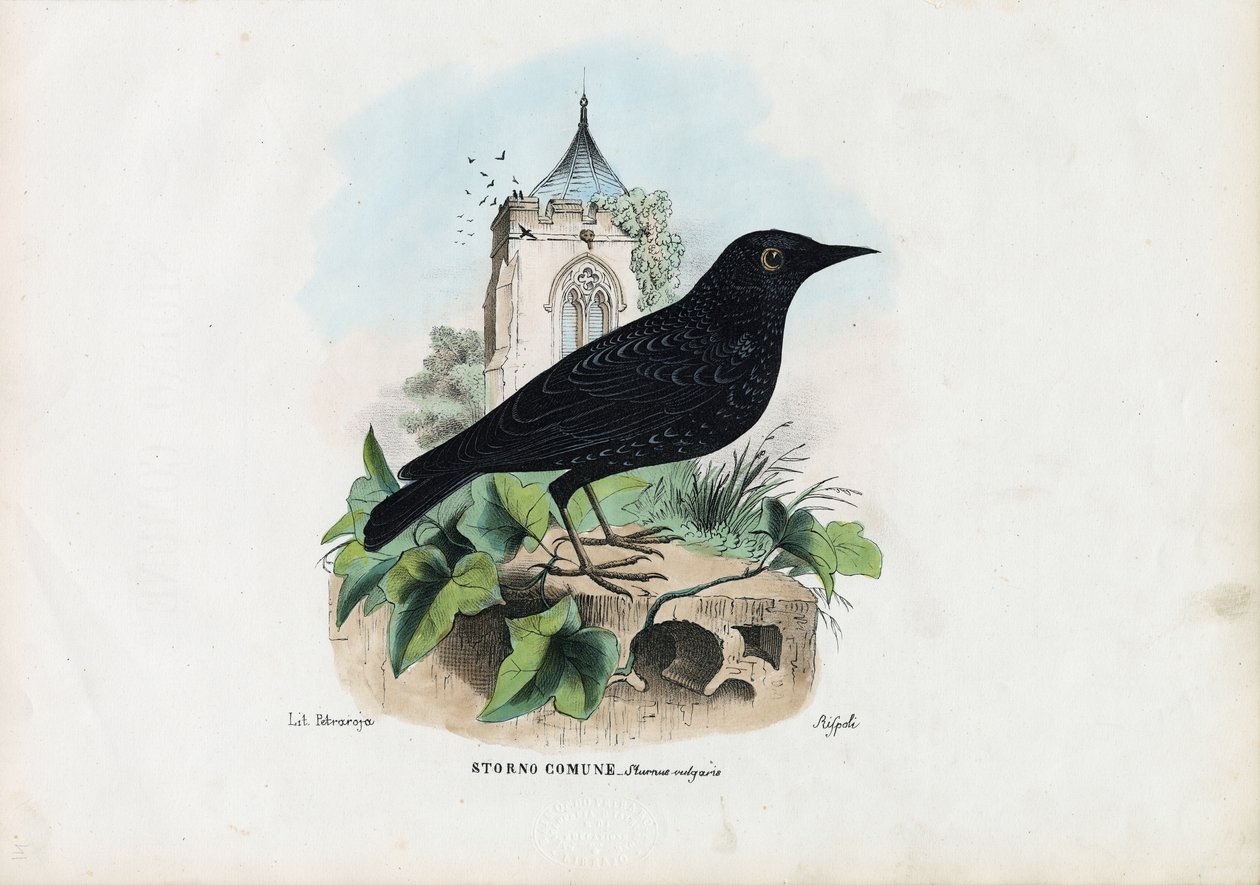 Közönséges seregély, 1863-79 alkotó: Raimundo Petraroja