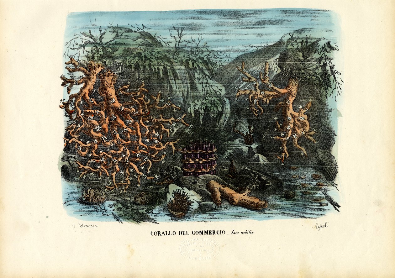 Korallok, 1863-79 alkotó: Raimundo Petraroja