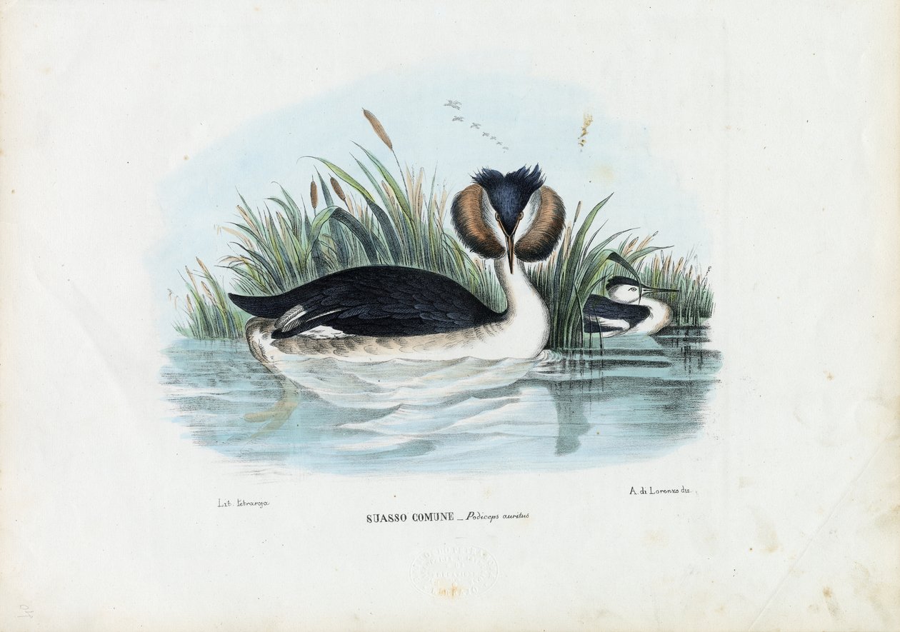 Tarajos vöcsök, 1863-79 alkotó: Raimundo Petraroja
