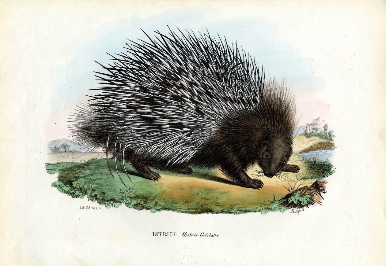 Csúcsos sündisznó, 1863-79 alkotó: Raimundo Petraroja