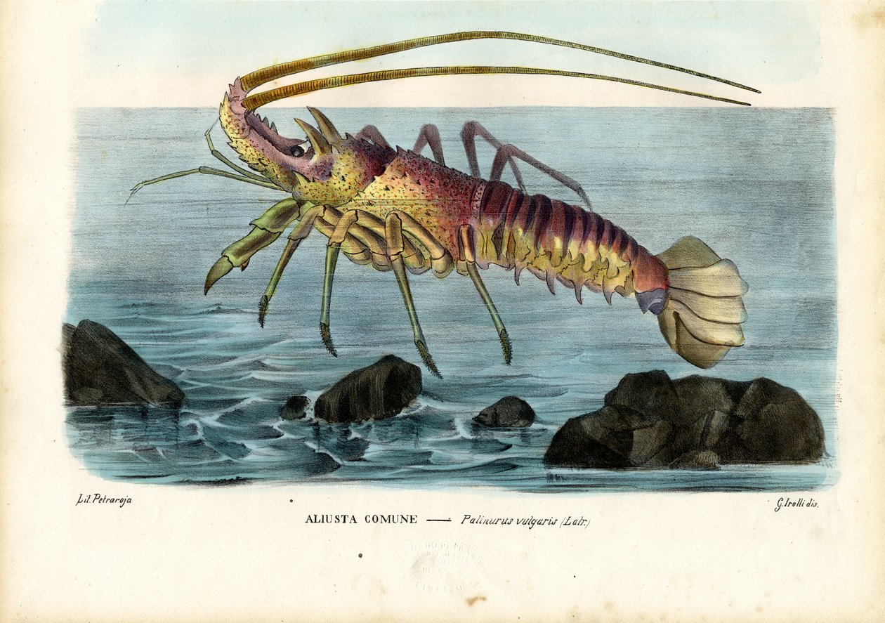 Rákfélék, 1863-79 alkotó: Raimundo Petraroja