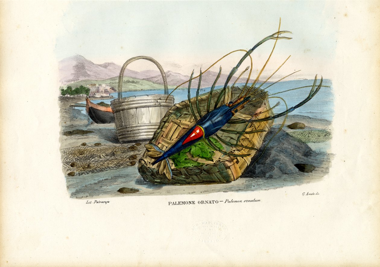 Rákfélék, 1863-79 alkotó: Raimundo Petraroja