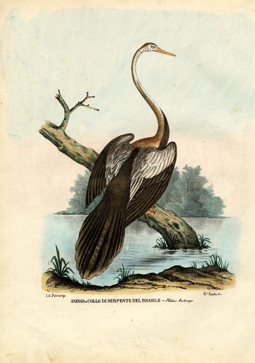 Darter, 1863-79 alkotó: Raimundo Petraroja