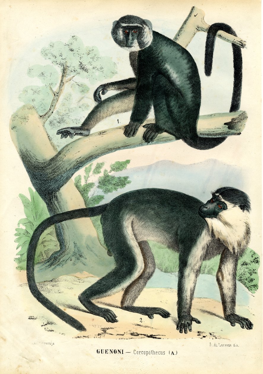 Diana Monkey, 1863-79 alkotó: Raimundo Petraroja