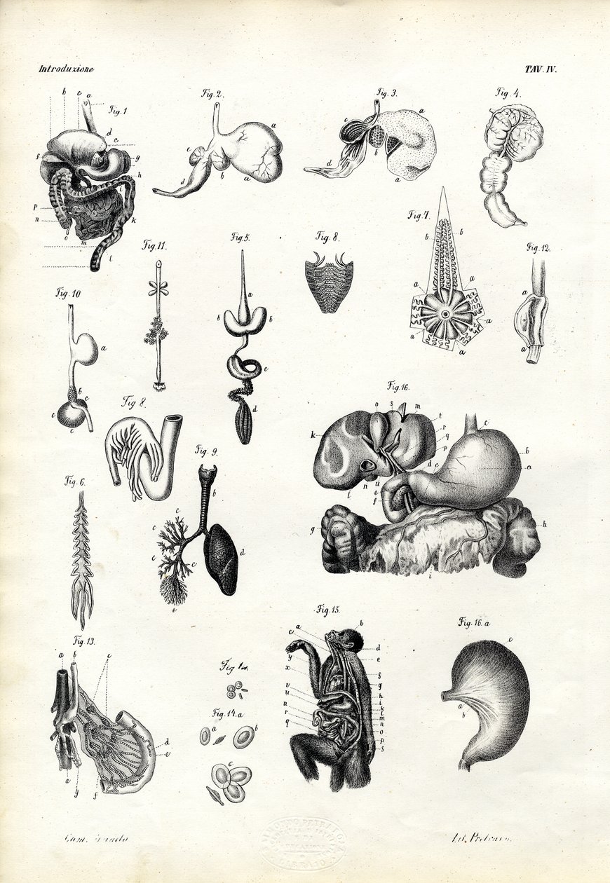 Emésztőszervek, 1863-79 alkotó: Raimundo Petraroja