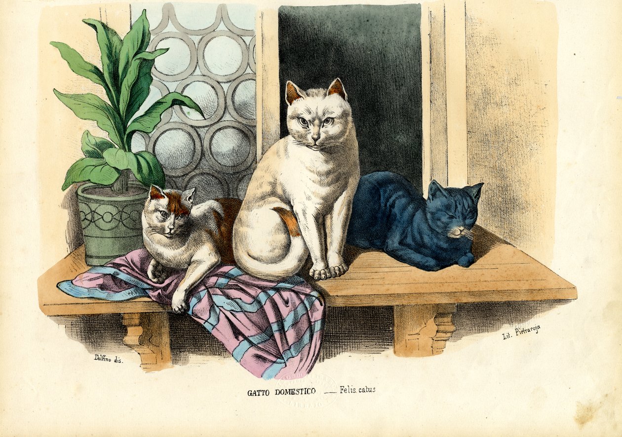 Házimacska, 1863-79 alkotó: Raimundo Petraroja