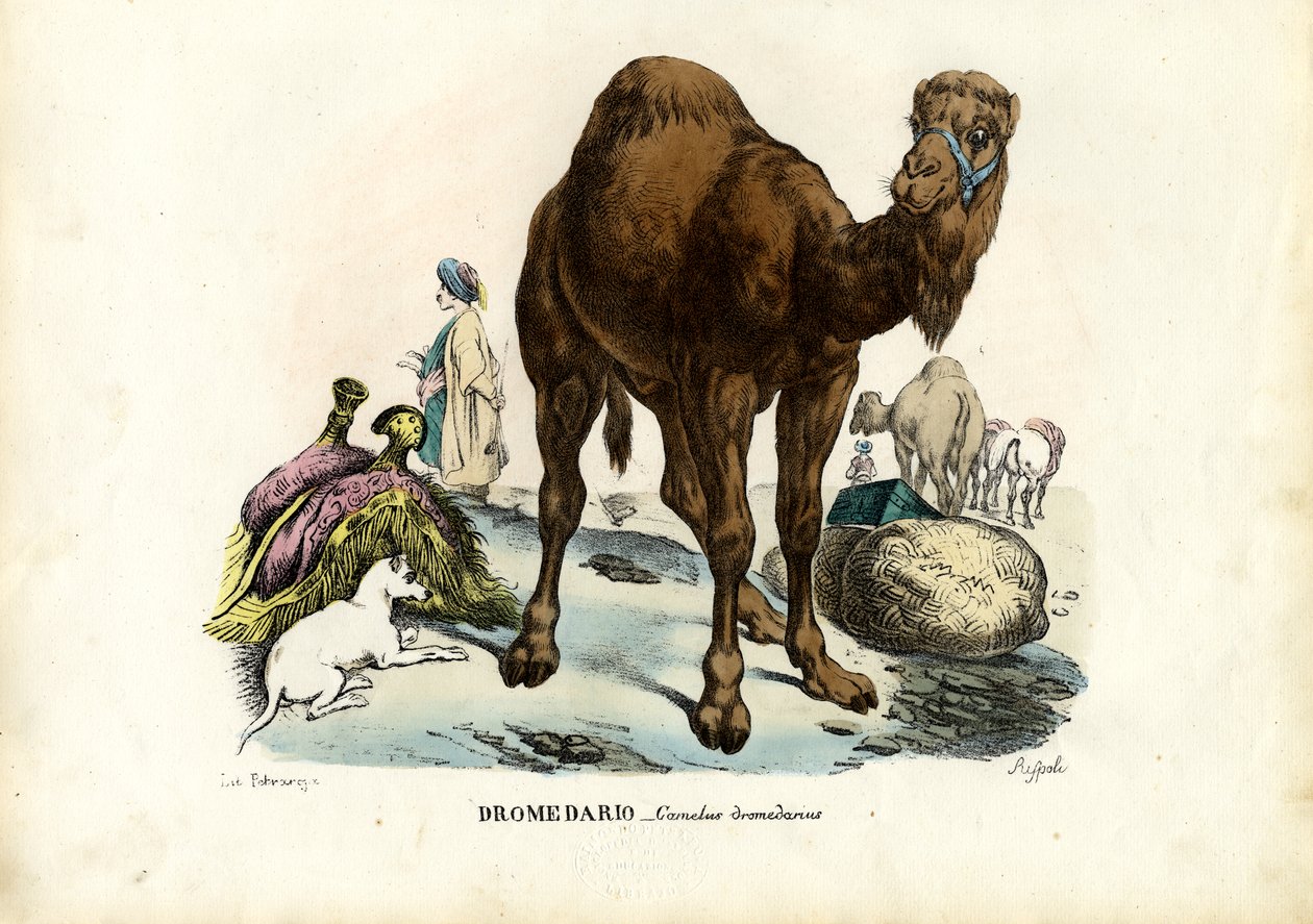 Dromedár, 1863-79 alkotó: Raimundo Petraroja