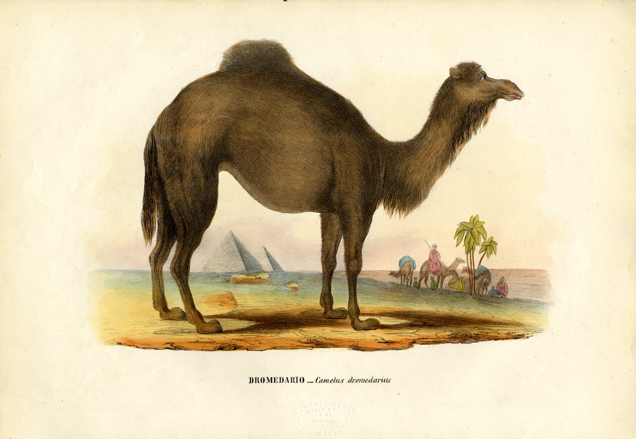 Dromedár, 1863-79 alkotó: Raimundo Petraroja