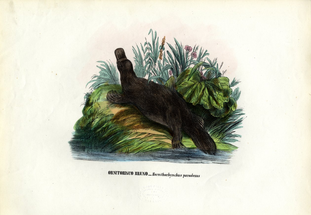 Kacsacsőrű vízityúk, 1863-79 alkotó: Raimundo Petraroja