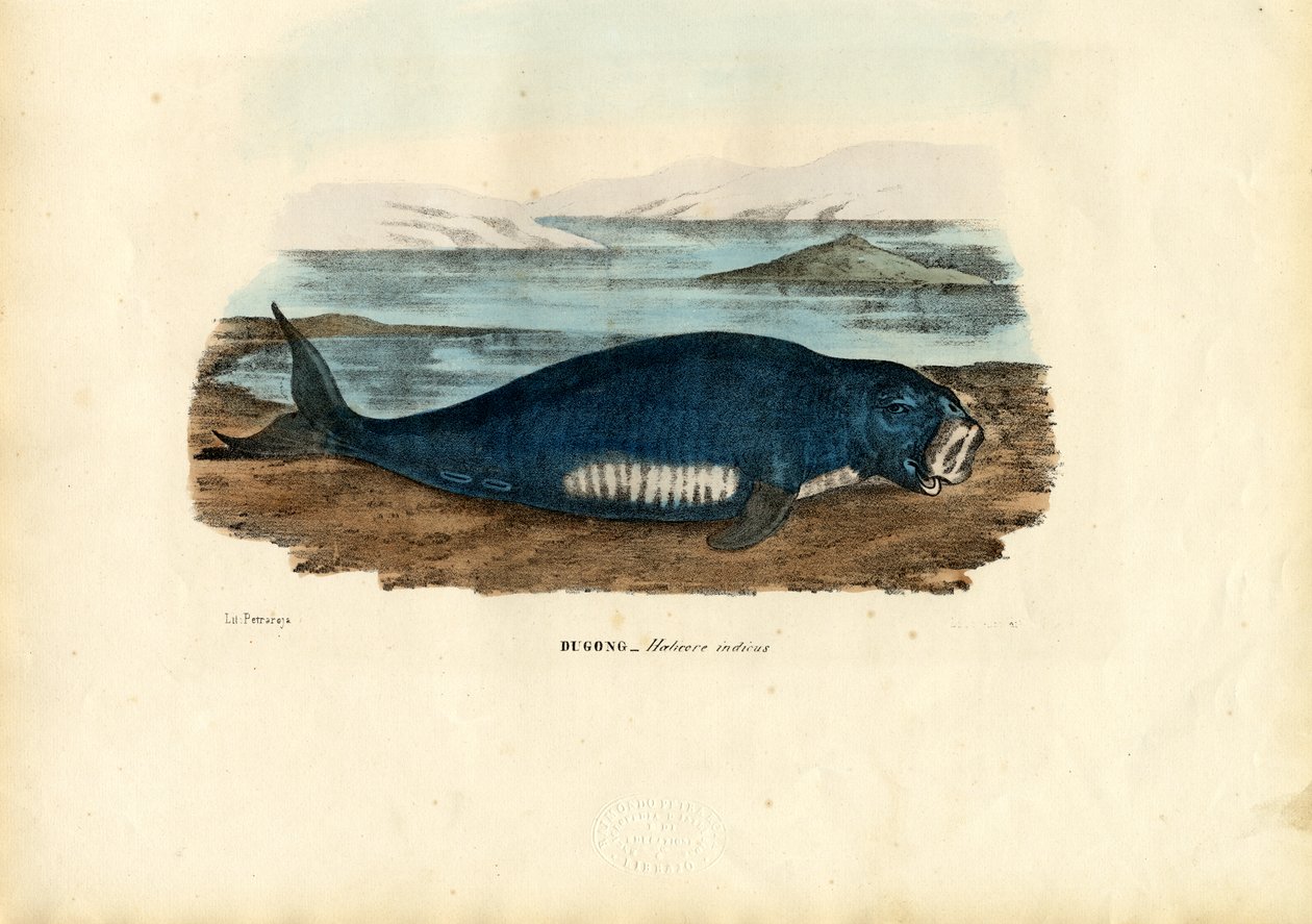 Dugong, 1863-79 alkotó: Raimundo Petraroja