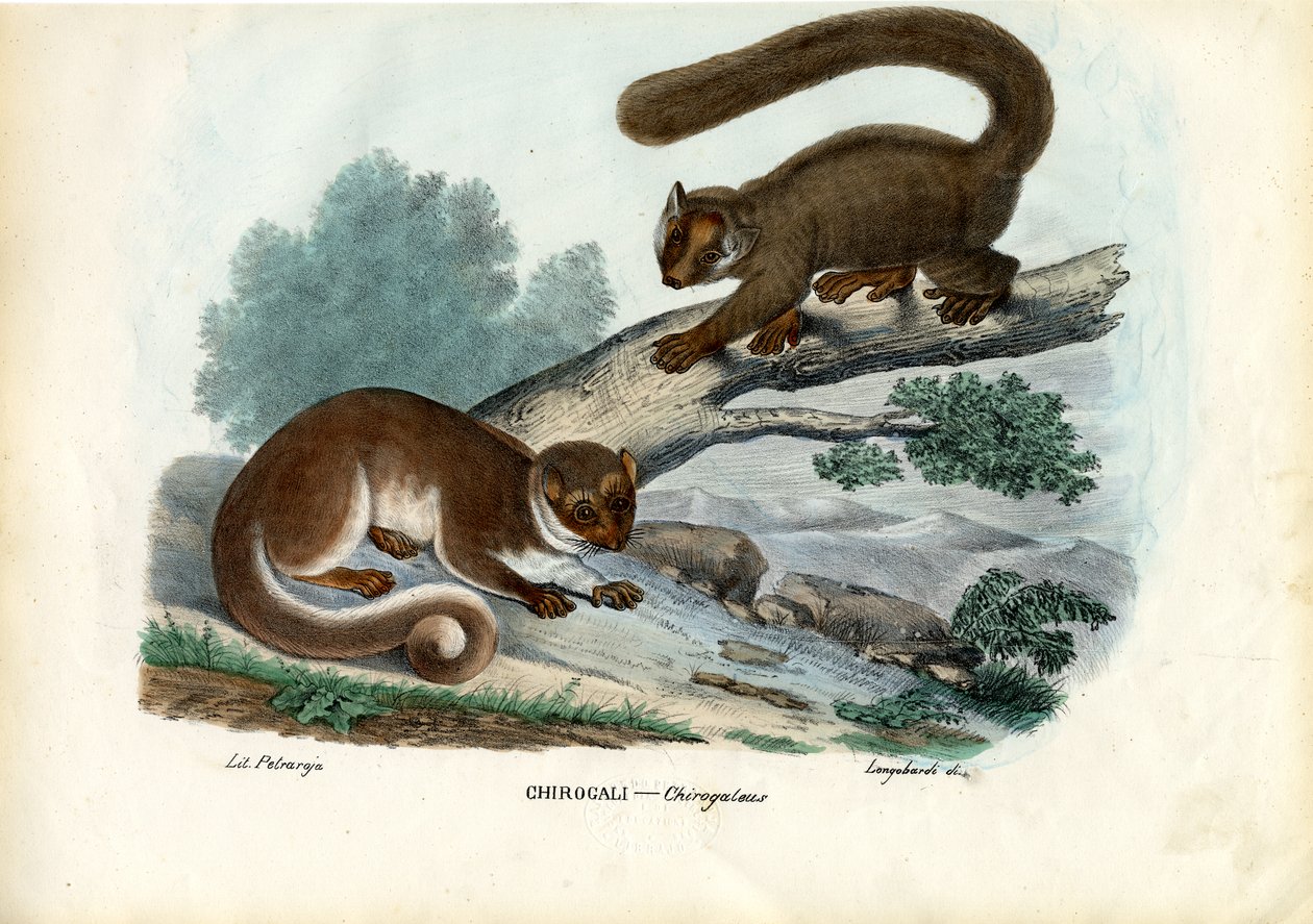 Törpe lemur, 1863-79 alkotó: Raimundo Petraroja