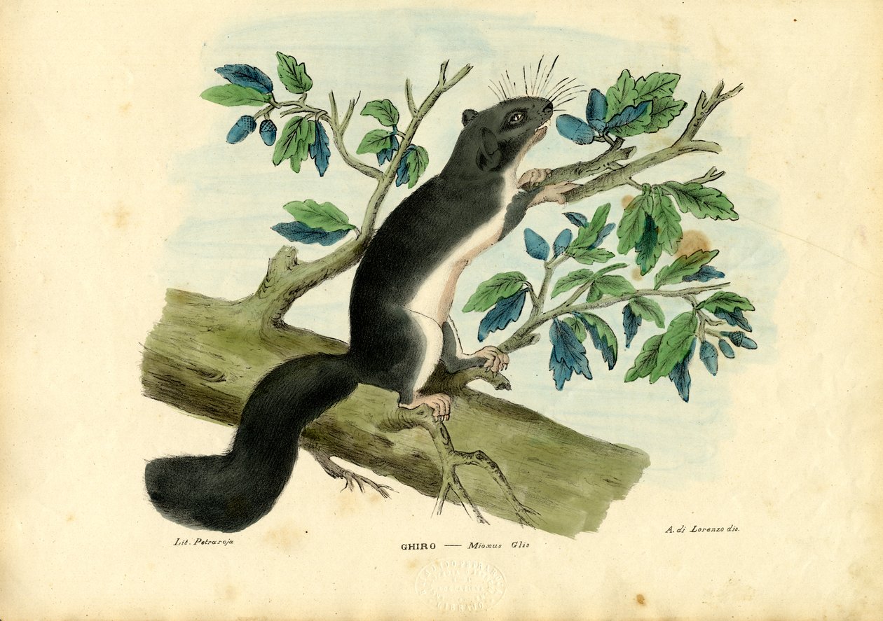 Ehető Dormouse, 1863-79 alkotó: Raimundo Petraroja